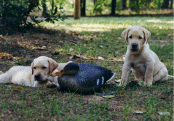 2pupsnbird.gif (42460 bytes)