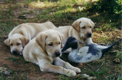 3pupsnbird.gif (38317 bytes)