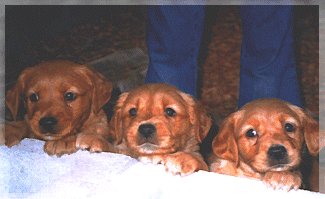 puppies.gif (45690 bytes)
