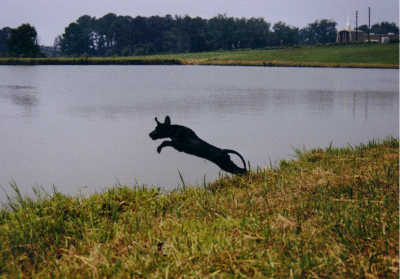 jumping.gif (80061 bytes)