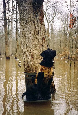 pic10.jpg (54866 bytes)