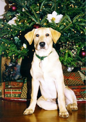 pic12.jpg (41827 bytes)