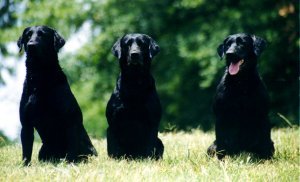 pic4.jpg (14626 bytes)