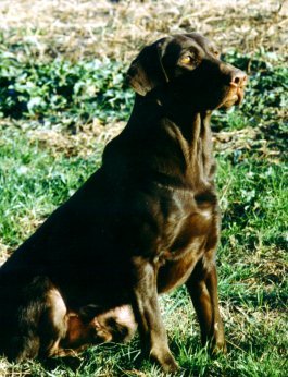 pic7.jpg (34904 bytes)