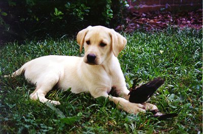 image11.jpg (41516 bytes)