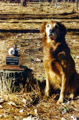 image13.jpg (45995 bytes)