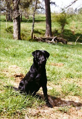 image5.jpg (44801 bytes)